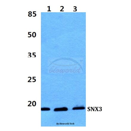 Anti-SNX3 Antibody from Bioworld Technology (BS5941) - Antibodies.com
