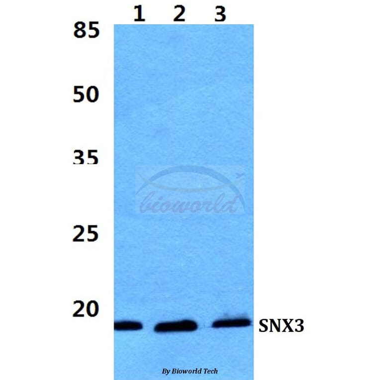 Anti-SNX3 Antibody from Bioworld Technology (BS5941) - Antibodies.com