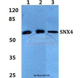 Anti-SNX4 Antibody from Bioworld Technology (BS5942) - Antibodies.com