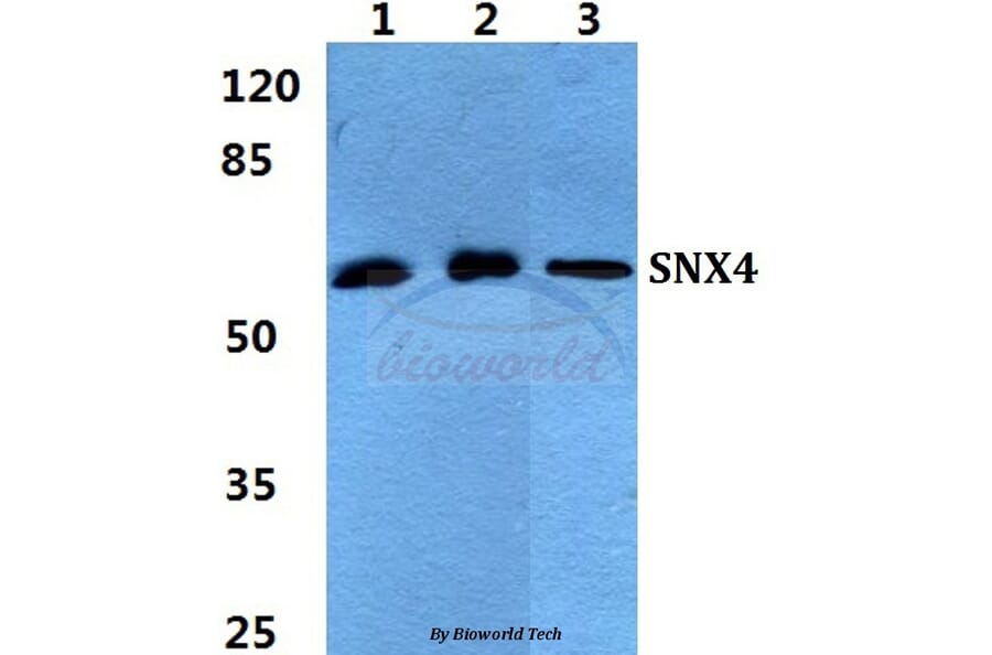 Anti-SNX4 Antibody from Bioworld Technology (BS5942) - Antibodies.com