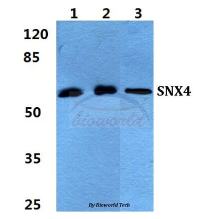 Anti-SNX4 Antibody from Bioworld Technology (BS5942) - Antibodies.com