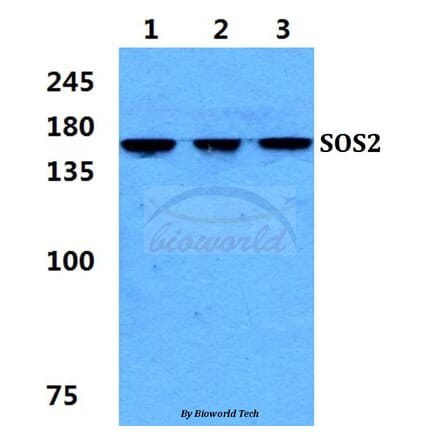 Anti-SOS2 Antibody from Bioworld Technology (BS5943) - Antibodies.com