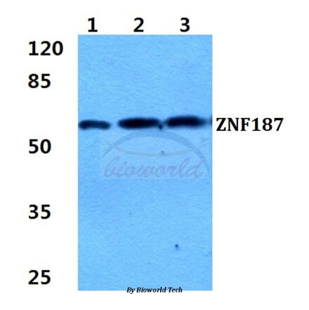 Anti-ZNF187 Antibody from Bioworld Technology (BS5945) - Antibodies.com