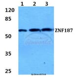 Anti-ZNF187 Antibody from Bioworld Technology (BS5945) - Antibodies.com