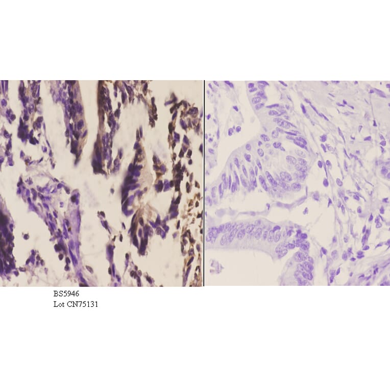 Anti-SSBP2 Antibody from Bioworld Technology (BS5946) - Antibodies.com