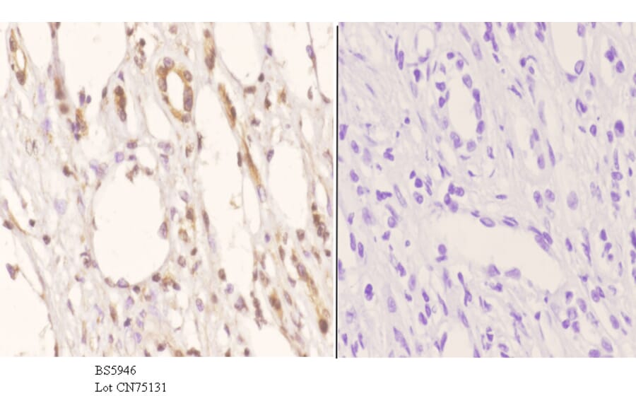 Anti-SSBP2 Antibody from Bioworld Technology (BS5946) - Antibodies.com