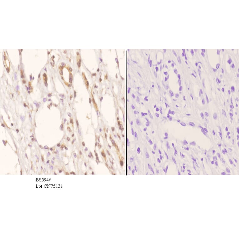 Anti-SSBP2 Antibody from Bioworld Technology (BS5946) - Antibodies.com