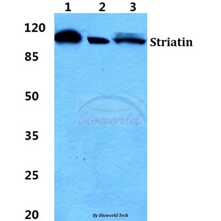 Anti-Striatin Antibody from Bioworld Technology (BS5949) - Antibodies.com