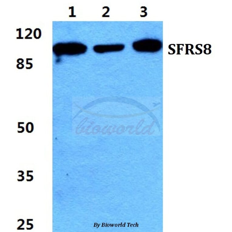 Anti-SFRS8 Antibody from Bioworld Technology (BS5952) - Antibodies.com
