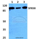 Anti-SFRS8 Antibody from Bioworld Technology (BS5952) - Antibodies.com