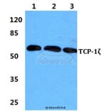 Anti-TCP-1ζ Antibody from Bioworld Technology (BS5959) - Antibodies.com