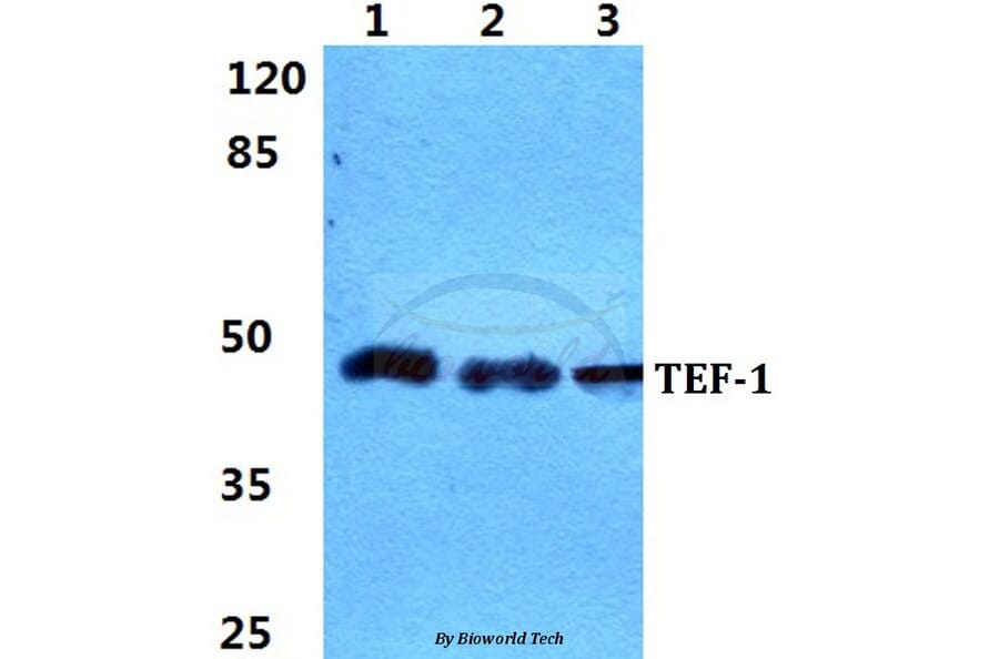 Anti-TEF-1 Antibody from Bioworld Technology (BS5961) - Antibodies.com