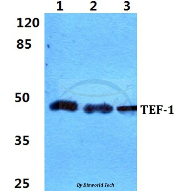 Anti-TEF-1 Antibody from Bioworld Technology (BS5961) - Antibodies.com