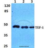 Anti-TEF-1 Antibody from Bioworld Technology (BS5961) - Antibodies.com