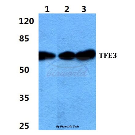 Anti-TFE3 Antibody from Bioworld Technology (BS5962) - Antibodies.com