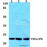 Anti-TNFα-IP8 Antibody from Bioworld Technology (BS5965) - Antibodies.com