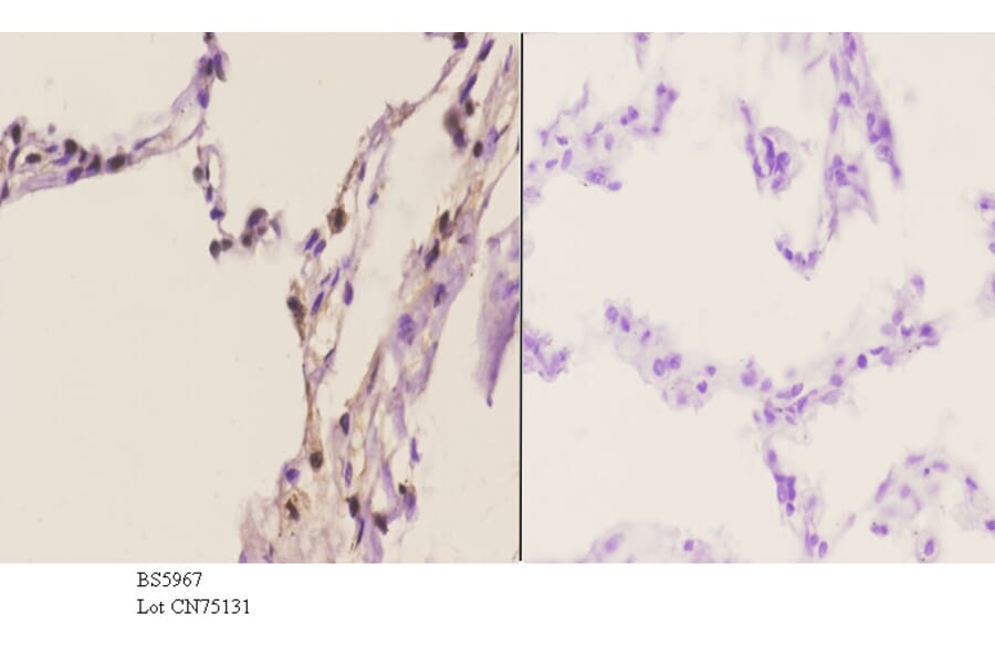 Anti-TRIP13 Antibody from Bioworld Technology (BS5967) - Antibodies.com