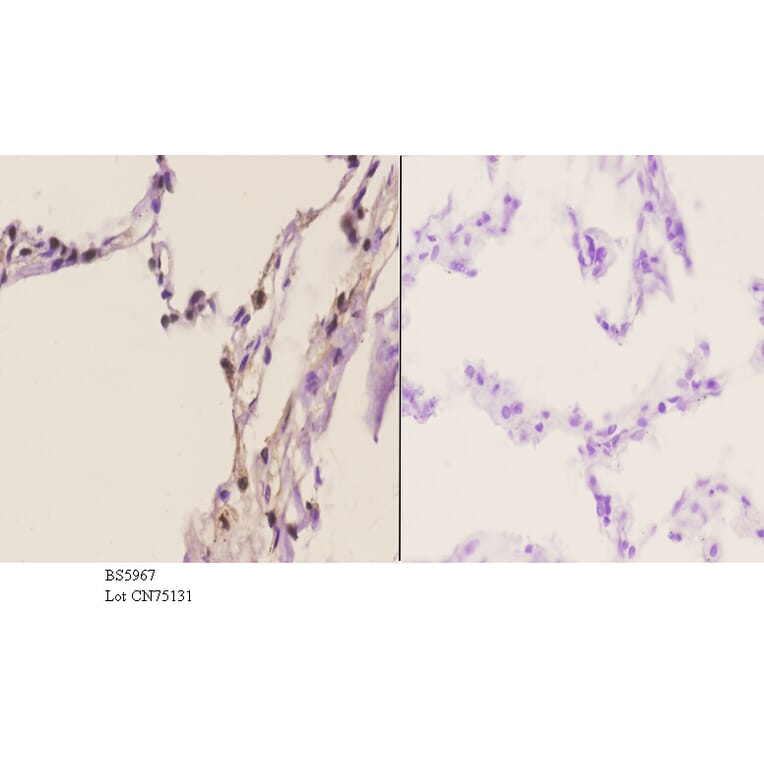 Anti-TRIP13 Antibody from Bioworld Technology (BS5967) - Antibodies.com