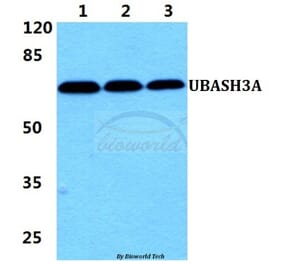 Anti-UBASH3A Antibody from Bioworld Technology (BS5968) - Antibodies.com