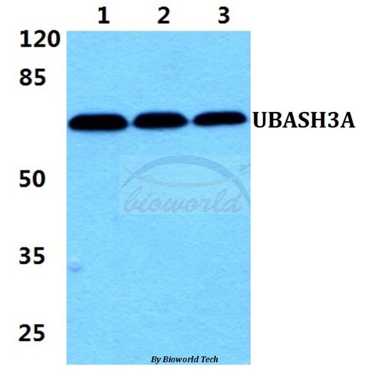 Anti-UBASH3A Antibody from Bioworld Technology (BS5968) - Antibodies.com