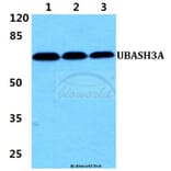 Anti-UBASH3A Antibody from Bioworld Technology (BS5968) - Antibodies.com