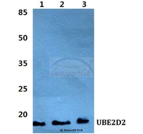 Anti-UBE2D2 Antibody from Bioworld Technology (BS5969) - Antibodies.com