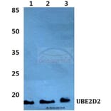 Anti-UBE2D2 Antibody from Bioworld Technology (BS5969) - Antibodies.com