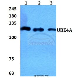 Anti-UBE4A Antibody from Bioworld Technology (BS5971) - Antibodies.com