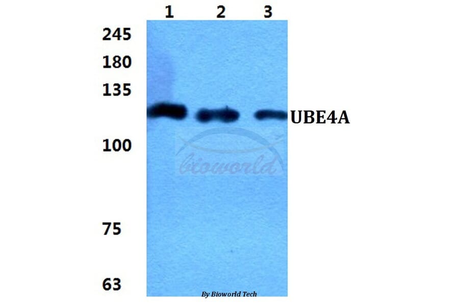 Anti-UBE4A Antibody from Bioworld Technology (BS5971) - Antibodies.com