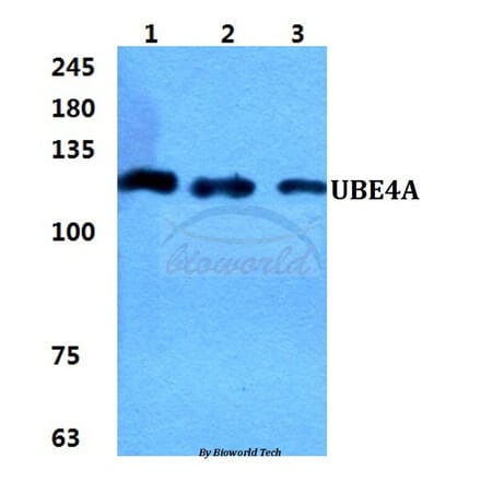 Anti-UBE4A Antibody from Bioworld Technology (BS5971) - Antibodies.com