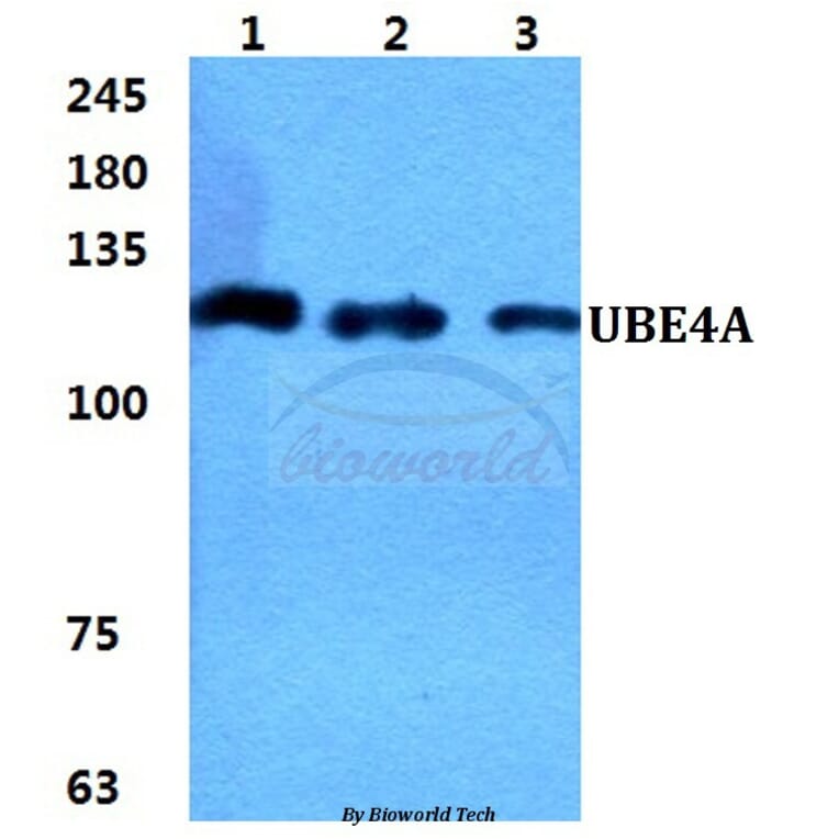 Anti-UBE4A Antibody from Bioworld Technology (BS5971) - Antibodies.com