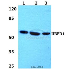 Anti-UBFD1 Antibody from Bioworld Technology (BS5972) - Antibodies.com