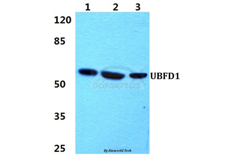 Anti-UBFD1 Antibody from Bioworld Technology (BS5972) - Antibodies.com