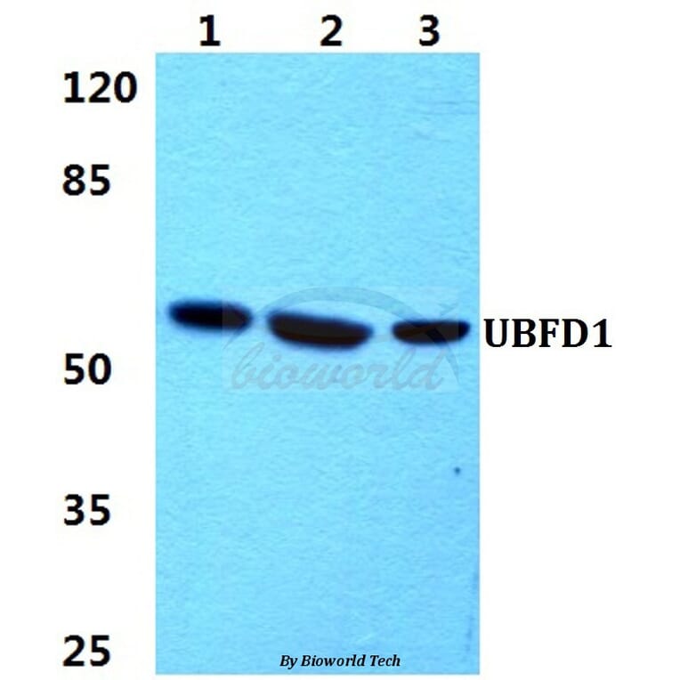 Anti-UBFD1 Antibody from Bioworld Technology (BS5972) - Antibodies.com