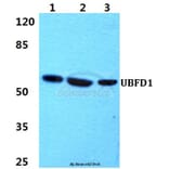 Anti-UBFD1 Antibody from Bioworld Technology (BS5972) - Antibodies.com