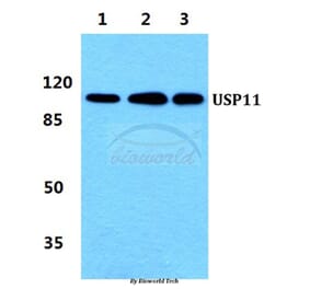 Anti-USP11 Antibody from Bioworld Technology (BS5973) - Antibodies.com