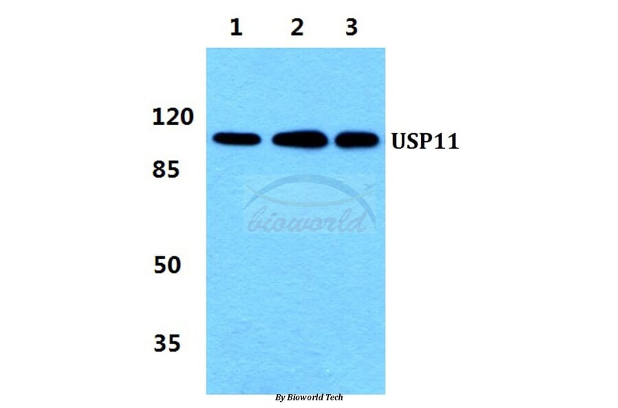 Anti-USP11 Antibody from Bioworld Technology (BS5973) - Antibodies.com