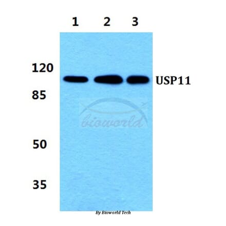 Anti-USP11 Antibody from Bioworld Technology (BS5973) - Antibodies.com