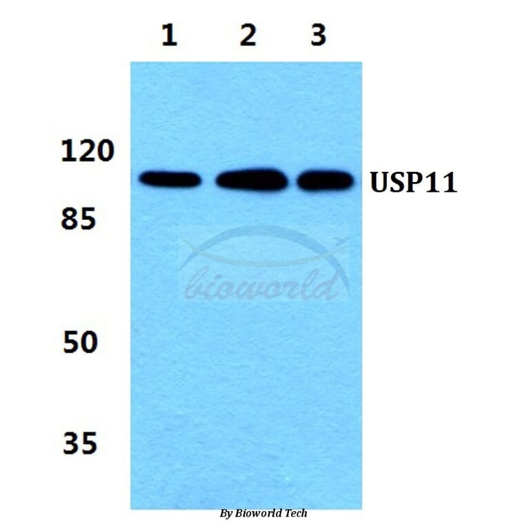 Anti-USP11 Antibody from Bioworld Technology (BS5973) - Antibodies.com