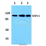 Anti-USP11 Antibody from Bioworld Technology (BS5973) - Antibodies.com