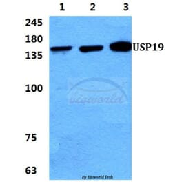 Anti-USP19 Antibody from Bioworld Technology (BS5975) - Antibodies.com