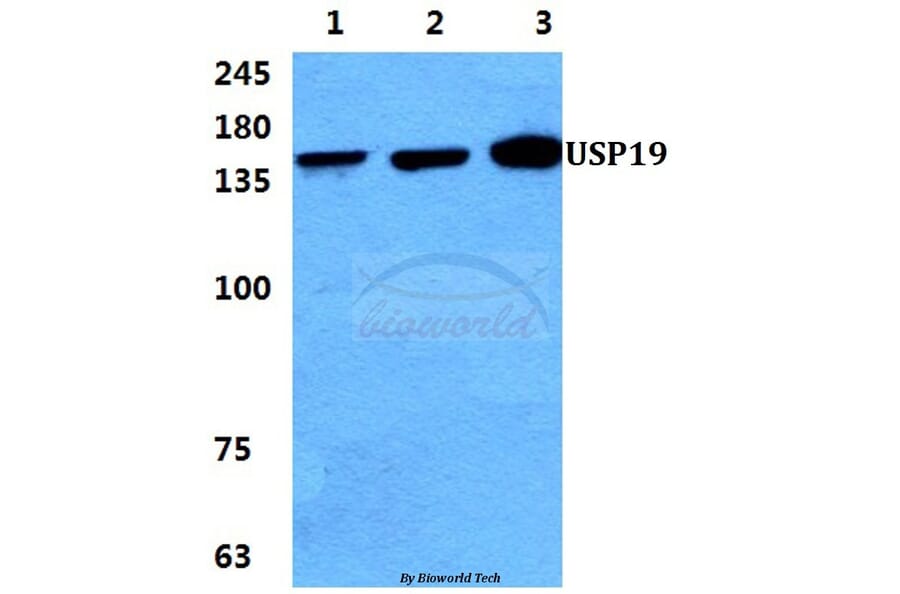 Anti-USP19 Antibody from Bioworld Technology (BS5975) - Antibodies.com