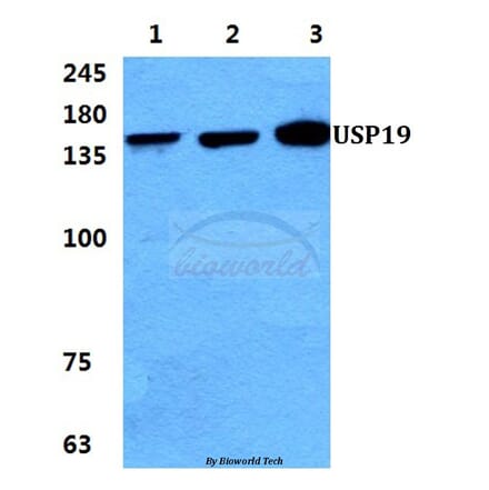 Anti-USP19 Antibody from Bioworld Technology (BS5975) - Antibodies.com