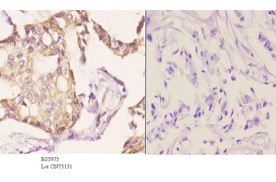 Anti-USP19 Antibody from Bioworld Technology (BS5975) - Antibodies.com