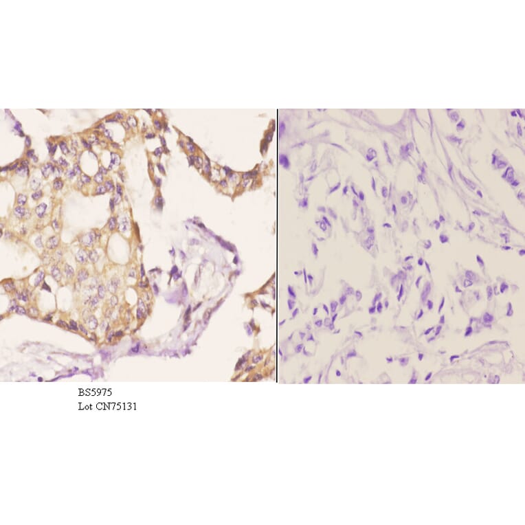 Anti-USP19 Antibody from Bioworld Technology (BS5975) - Antibodies.com