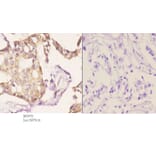 Anti-USP19 Antibody from Bioworld Technology (BS5975) - Antibodies.com
