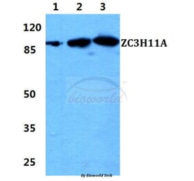 Anti-ZC3H11A Antibody from Bioworld Technology (BS5978) - Antibodies.com