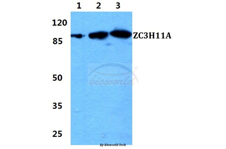 Anti-ZC3H11A Antibody from Bioworld Technology (BS5978) - Antibodies.com