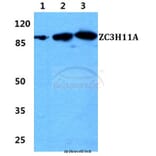 Anti-ZC3H11A Antibody from Bioworld Technology (BS5978) - Antibodies.com