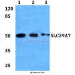 Anti-SLC39A7 Antibody from Bioworld Technology (BS5979) - Antibodies.com